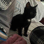 Wombat is registered to the contest to win money with this photo: alert, animal, bed, black_cat, blanket, comfort, cozy, curious, domestic_animal, feline, fur, indoor, kitten, pet, pillow, resting_place, soft_texture, whiskers, white_patch, young_cat