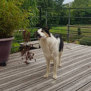 Nala a rejoint le concours — aidez-le/la à gagner de superbes lots ! dog, border_collie, black_and_white, fluffy, standing, outdoor, deck, wooden_deck, garden, plants, potted_plant, willow_tree, railing, countryside, backyard, greenery, pet, animal, portrait, natural_light