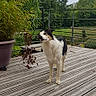 dog, border_collie, black_and_white, fluffy, standing, outdoor, deck, wooden_deck, garden, plants, potted_plant, willow_tree, railing, countryside, backyard, greenery, pet, animal, portrait, natural_light