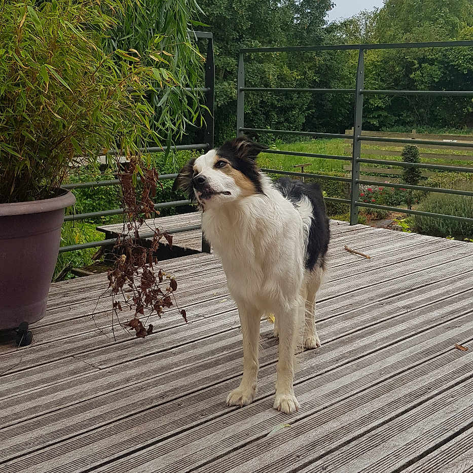 Nala