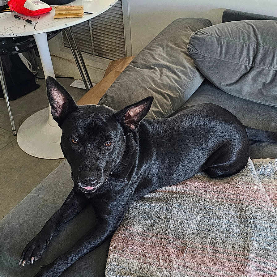 Zoya joined the competition — help win amazing prizes! animal, architecture, building, bulldog, canine, couch, cushion, dog, flower, frenchbulldog, furniture, homedecor, indoors, interiordesign, livingroom, pet, plant, pottedplant, puppy, room