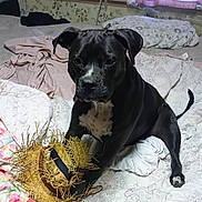 Shirley joined the competition — help win amazing prizes! dog, black_dog, bed, blanket, pillow, straw_hat, indoor, pet, fur, animal, room, fabric, white_chest, paw, tail, ear, snout, fur_pattern, domestic, cute