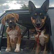 Shadow N Lola is registered to the contest to win money with this photo: animal, beagle, boxer, bulldog, canine, car, cartrunk, cushion, dog, germanshepherd, homedecor, hound, machine, outdoors, pet, policedog, puppy, snout, transportation, vehicle