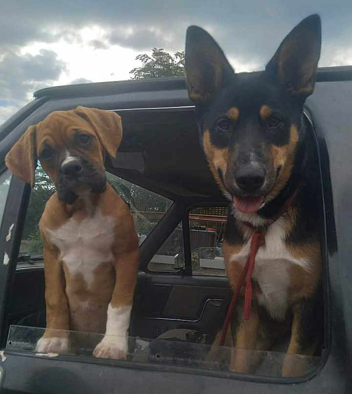 Shadow N Lola is registered to the contest to win money with this photo: animal, beagle, boxer, bulldog, canine, car, cartrunk, cushion, dog, germanshepherd, homedecor, hound, machine, outdoors, pet, policedog, puppy, snout, transportation, vehicle