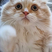 Chaï Latte a rejoint le concours — aidez-le/la à gagner de superbes lots ! animal, cat, closeup, cream, curious, cute, eyes, feline, fluffy, fur, indoor, mammal, nose, paw, pet, pink, portrait, soft, whiskers, white