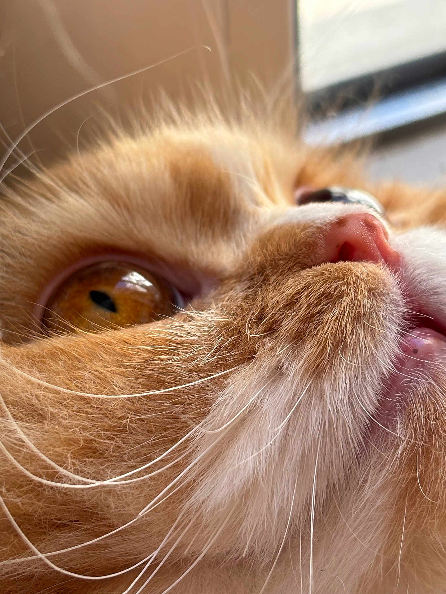 Chaï Latte a rejoint le concours — aidez-le/la à gagner de superbes lots ! animal, cat, close_up, cute, domestic, eye, feline, fur, ginger, indoor, muzzle, nose, orange, pet, portrait, soft_light, texture, whiskers, white, window