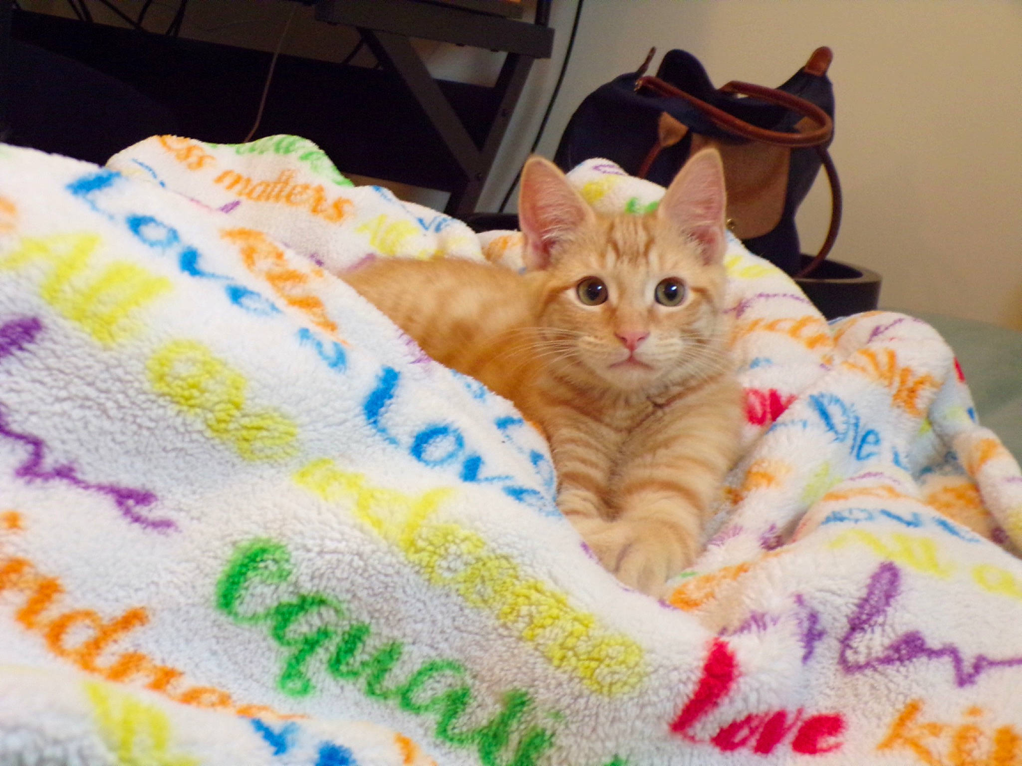 Nacho joined the competition — help win amazing prizes! bed, bedding, carnivore, cat, cat_bed, comfort, domestic_short_haired_cat, fawn, felidae, fur, linens, nap, pattern, paw, pet_supply, sitting, small_to_medium_sized_cats, tail, textile, whiskers