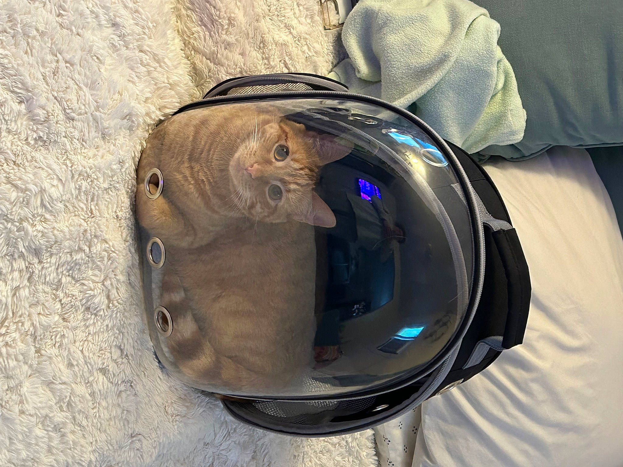 Nacho joined the competition — help win amazing prizes! auto_part, automotive_lighting, circle, diving_mask, electric_blue, eyewear, fashion_accessory, fish, gas, hat, headgear, helmet, personal_protective_equipment, sports_gear, water, window, wood