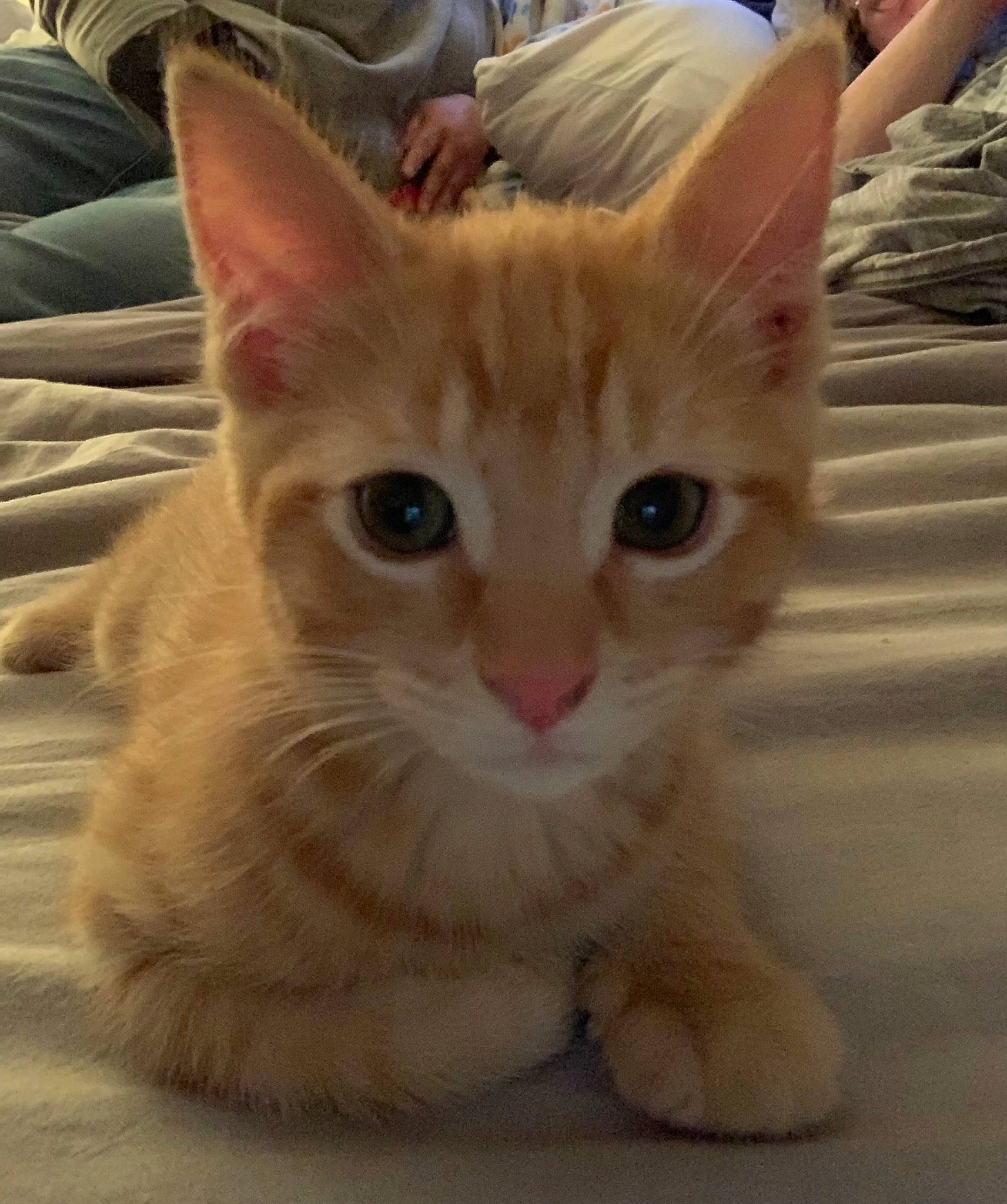 Nacho is registered to the contest to win money with this photo: carnivore, cat, claw, domestic_short_haired_cat, fawn, felidae, fur, paw, small_to_medium_sized_cats, snout, tail, terrestrial_animal, whiskers