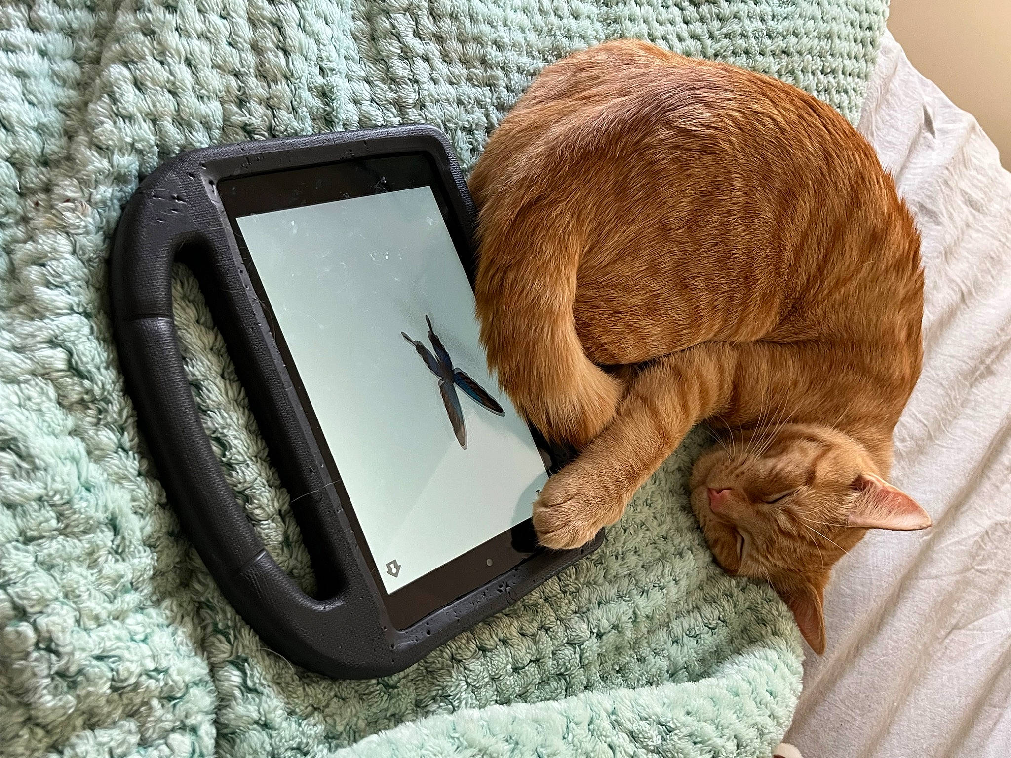 Nacho is registered to the contest to win money with this photo: audio_equipment, cat, comfort, communication_device, domestic_short_haired_cat, fashion_accessory, felidae, fur, gadget, linens, mobile_device, mobile_phone, numeric_keypad, output_device, portable_communications_device, small_to_medium_sized_cats, tail, telephony, whiskers, wood