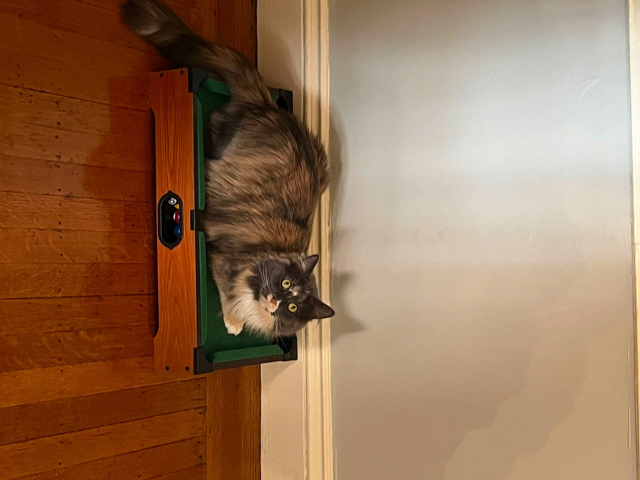 Queso is registered to the contest to win money with this photo: art, carnivore, domestic_short_haired_cat, door, fawn, felidae, fur, hardwood, muroidea, pet_supply, rat, rodent, room, shelf, small_to_medium_sized_cats, tail, whiskers, wildlife, wood, wood_stain