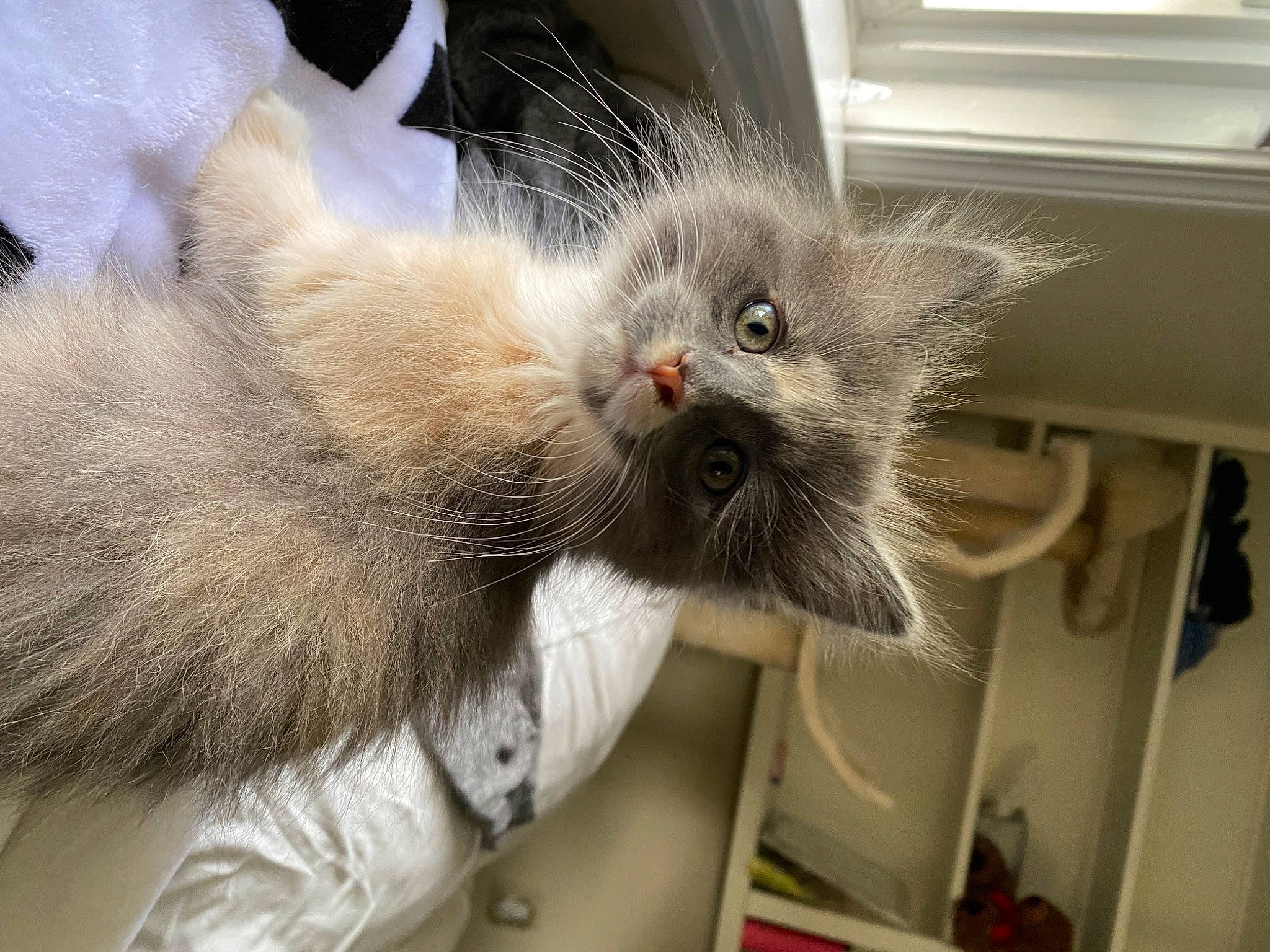 Queso joined the competition — help win amazing prizes! animal_shelter, box, cardboard, carnivore, cat, cat_supply, claw, domestic_short_haired_cat, felidae, fur, grey, paw, small_to_medium_sized_cats, snout, whiskers