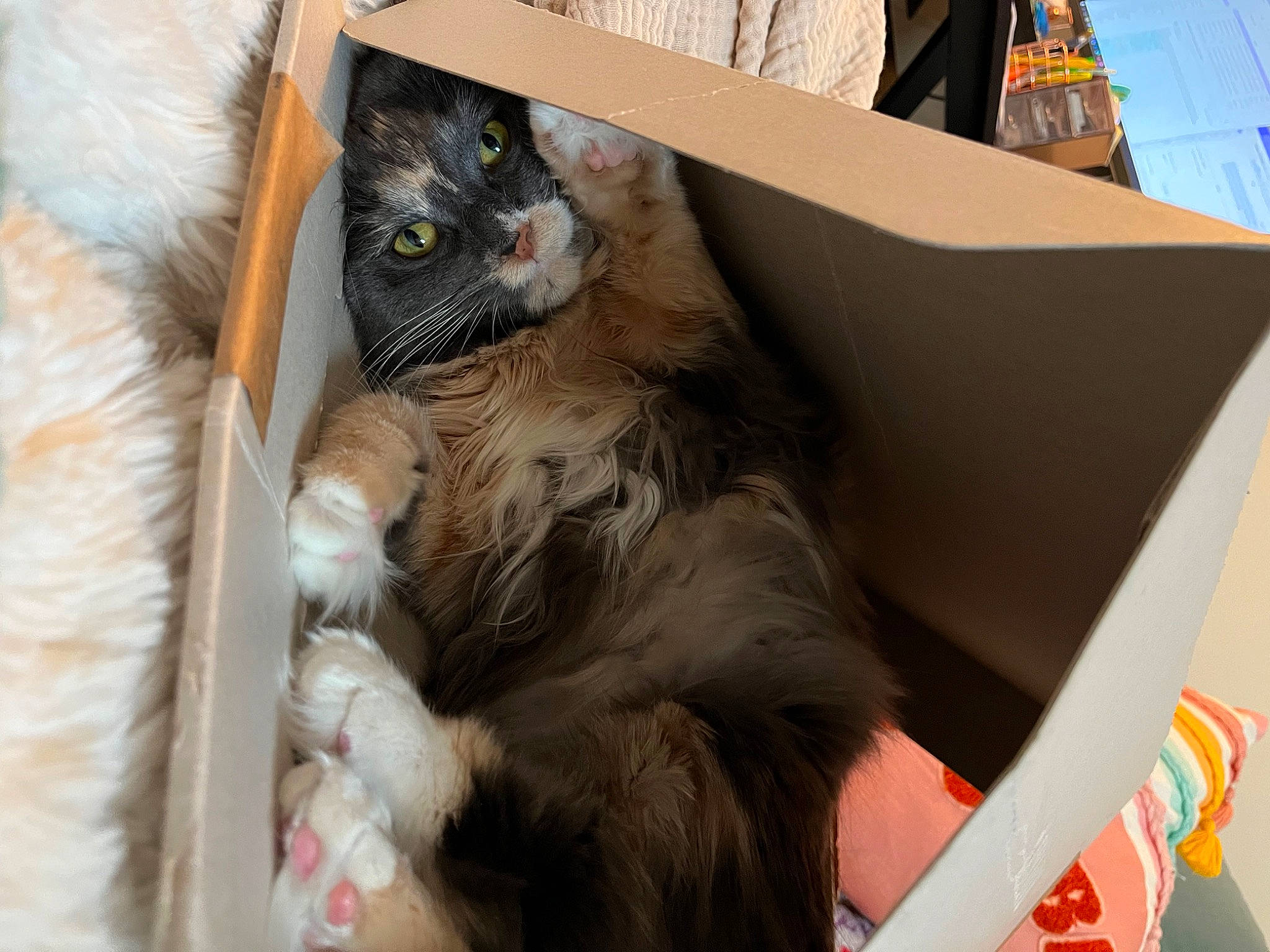 Queso is registered to the contest to win money with this photo: animal_shelter, box, cardboard, carnivore, cat, cat_supply, comfort, domestic_short_haired_cat, felidae, fur, packaging_and_labeling, shipping_box, small_to_medium_sized_cats, snout, tail, whiskers