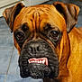 dog, brown_dog, boxer, close_up, pet, animal, floor, tile_floor, indoor, kitchen, expression, teeth, underbite, face, ears, fur, wrinkles, canine, portrait, companion