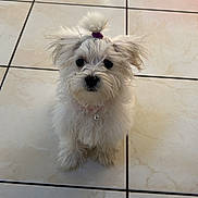 Puffi a rejoint le concours — aidez-le/la à gagner de superbes lots ! adorable, animal, bell, collar, companion, curious, cute, dog, domestic_animal, fluffy, fur, indoor, looking_up, pet, puppy, sitting, small_dog, tile_floor, white, young_dog