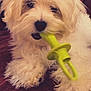 animal, blanket, chewing, closeup, companion, cute, dog, domestic_animal, fluffy, fur, green_toy, indoor, maroon, mischievous, paw, pet, playful, portrait, toy, white_dog