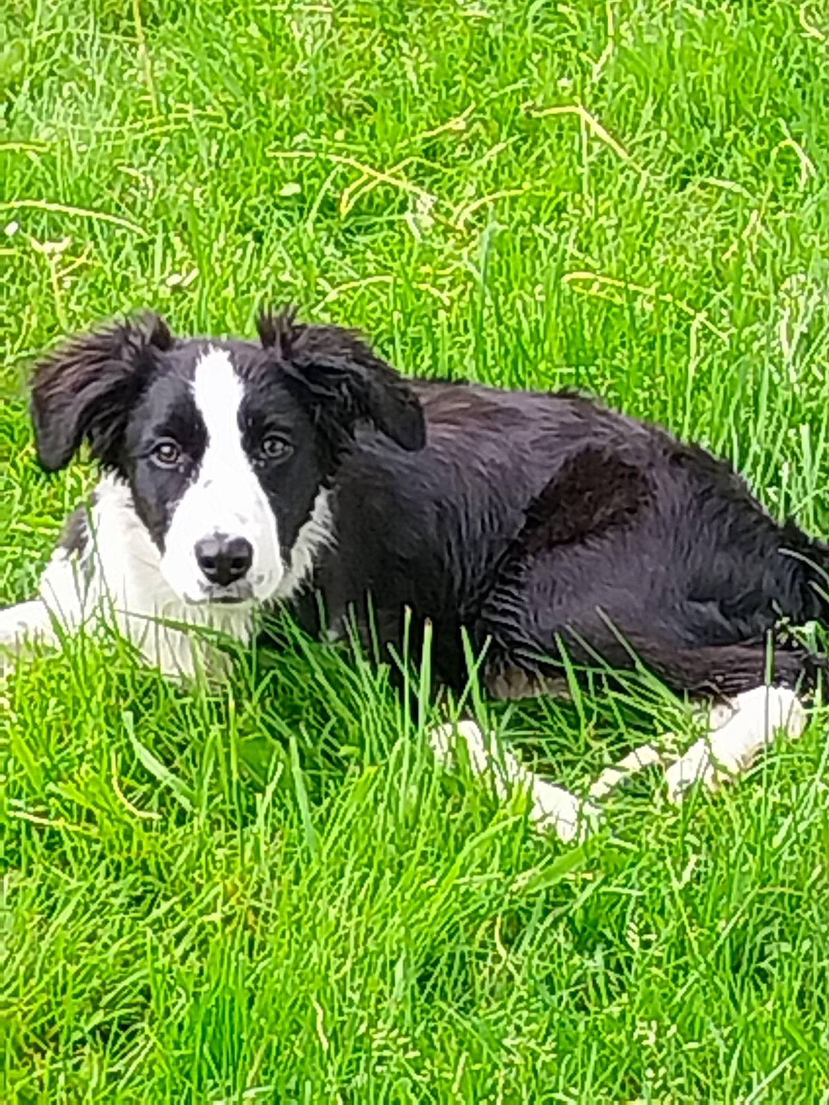 Belle a rejoint le concours — aidez-le/la à gagner de superbes lots ! border_collie, canidae, carnivore, companion_dog, dog, dog_breed, grass, grassland, groundcover, gun_dog, herding_dog, pasture, plant, snout, sporting_group, terrestrial_animal, working_animal, working_dog