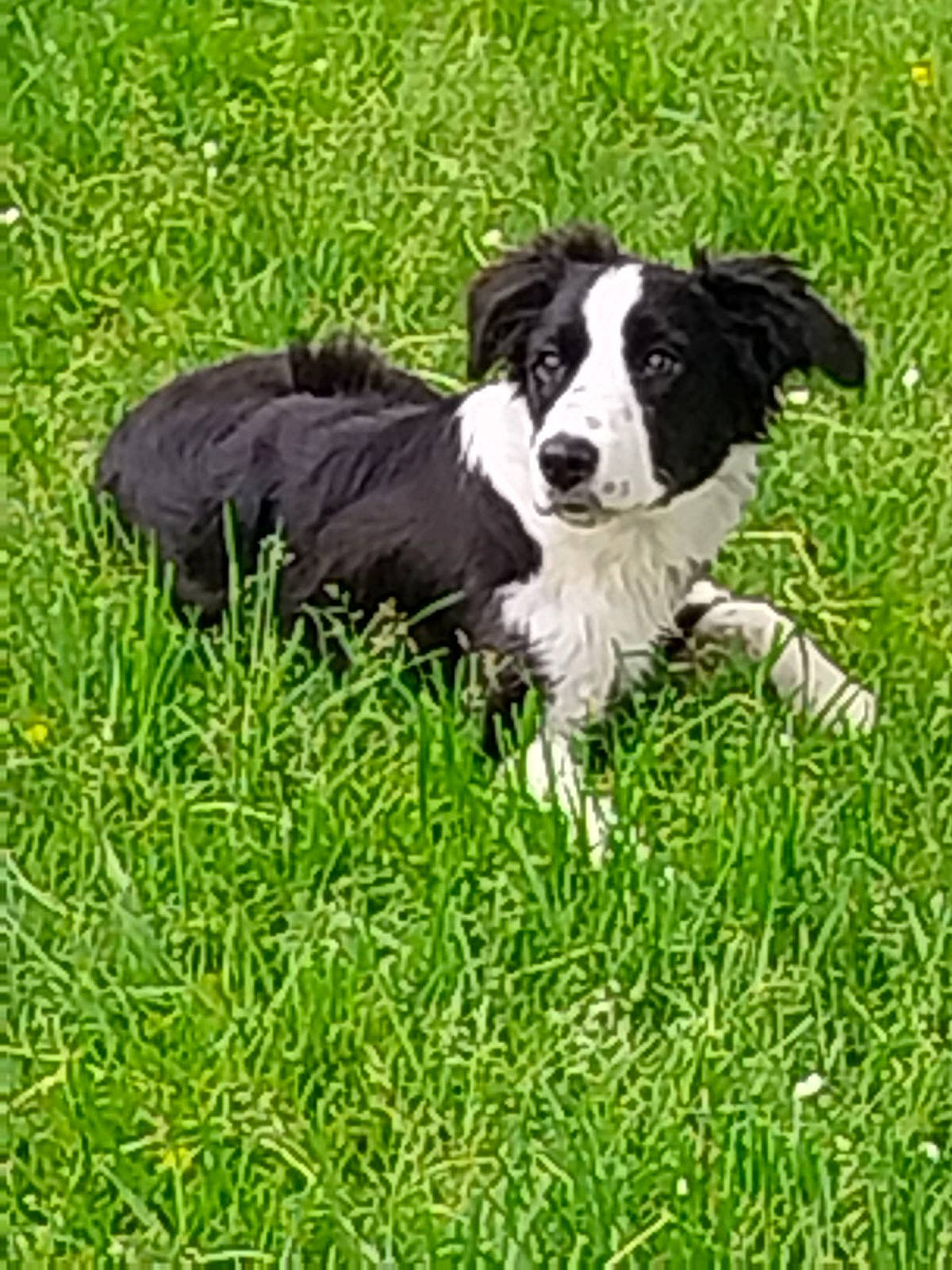 Belle participe au concours pour gagner de l'argent avec cette photo : border_collie, canidae, carnivore, companion_dog, dog, dog_breed, grass, grassland, groundcover, gun_dog, herding_dog, lawn, plant, sedge_family, sporting_group, tail, water_dog, working_animal, working_dog
