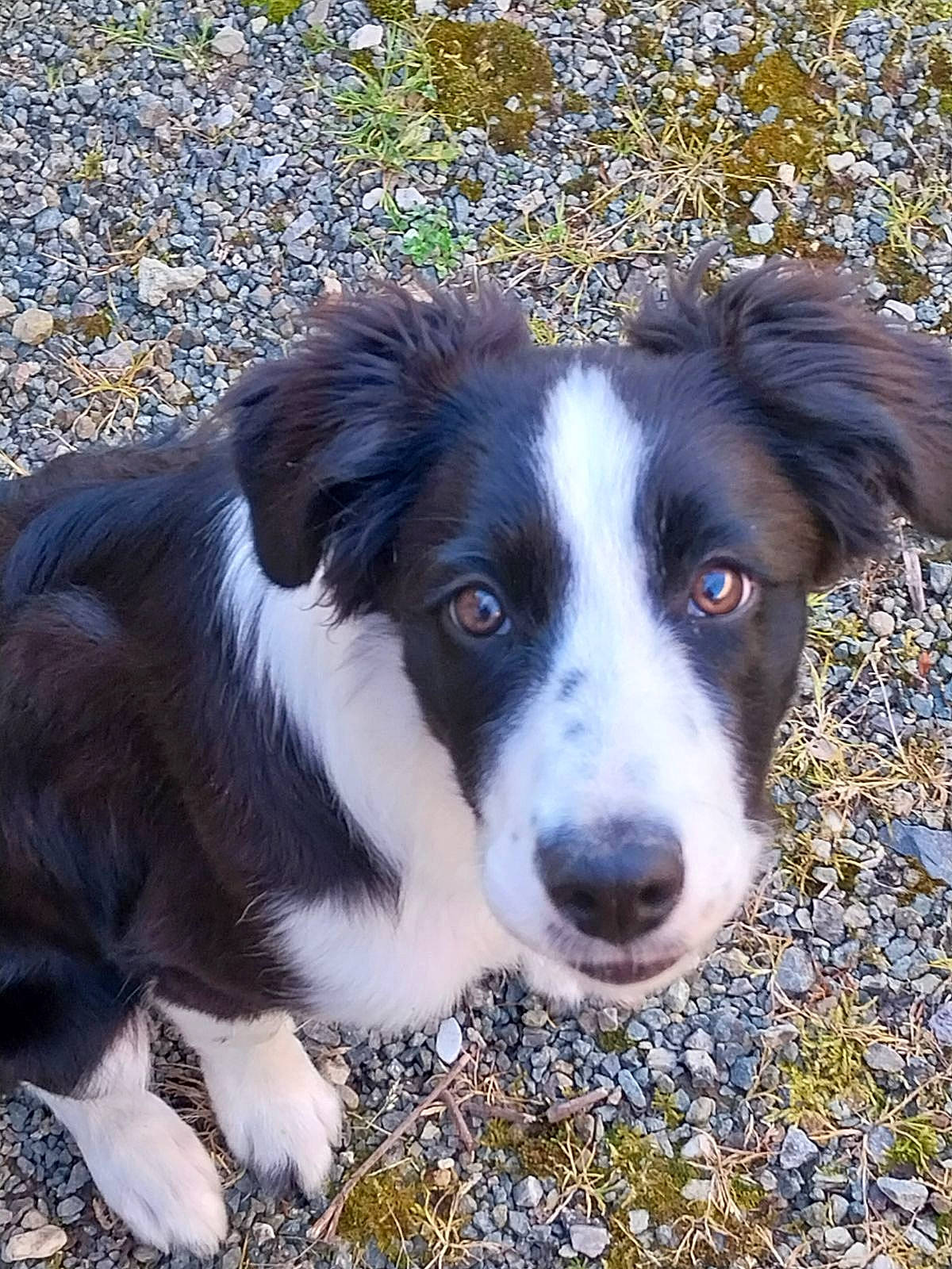 Belle participe au concours pour gagner de l'argent avec cette photo : australian_collie, border_collie, canidae, carnivore, companion_dog, dog, dog_breed, fur, grass, gun_dog, herding_dog, plant, snout, sporting_group, terrestrial_animal, whiskers, working_animal, working_dog