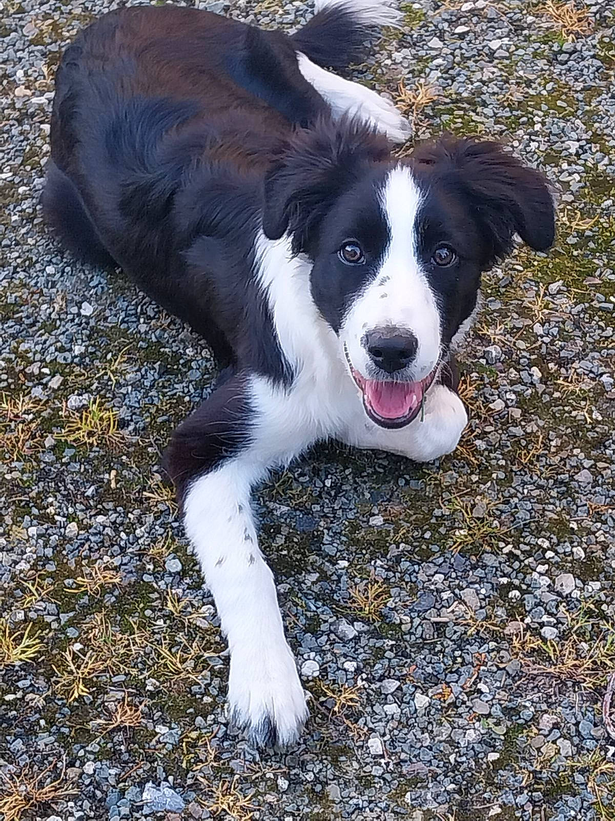 Belle participe au concours pour gagner de l'argent avec cette photo : border_collie, canidae, carnivore, companion_dog, dog, dog_breed, fur, grass, gun_dog, herding_dog, hunting_dog, paw, plant, snout, soil, sporting_group, tail, terrestrial_animal, whiskers, working_dog