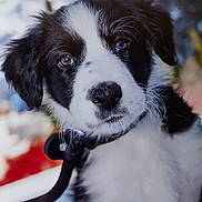 Ushka a rejoint le concours — aidez-le/la à gagner de superbes lots ! accessories, animal, canine, cockerspaniel, collie, dog, eskimodog, face, head, hound, husky, leash, papillon, person, pet, puppy, saintbernard, snout, strap, whitedog