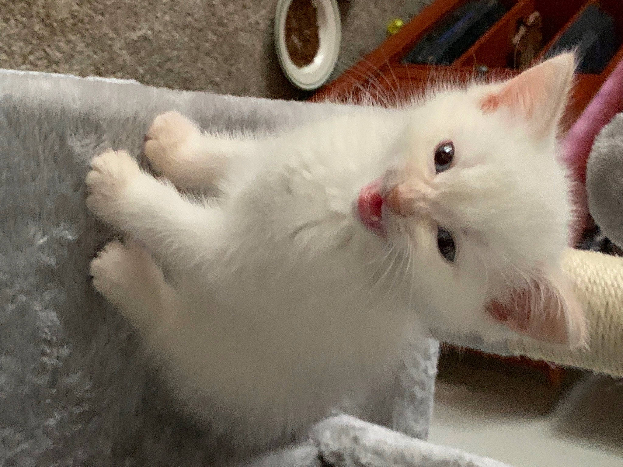 Fozzy is registered to the contest to win money with this photo: carnivore, cat, claw, domestic_short_haired_cat, fawn, felidae, fur, paw, small_to_medium_sized_cats, snout, tail, terrestrial_animal, whiskers