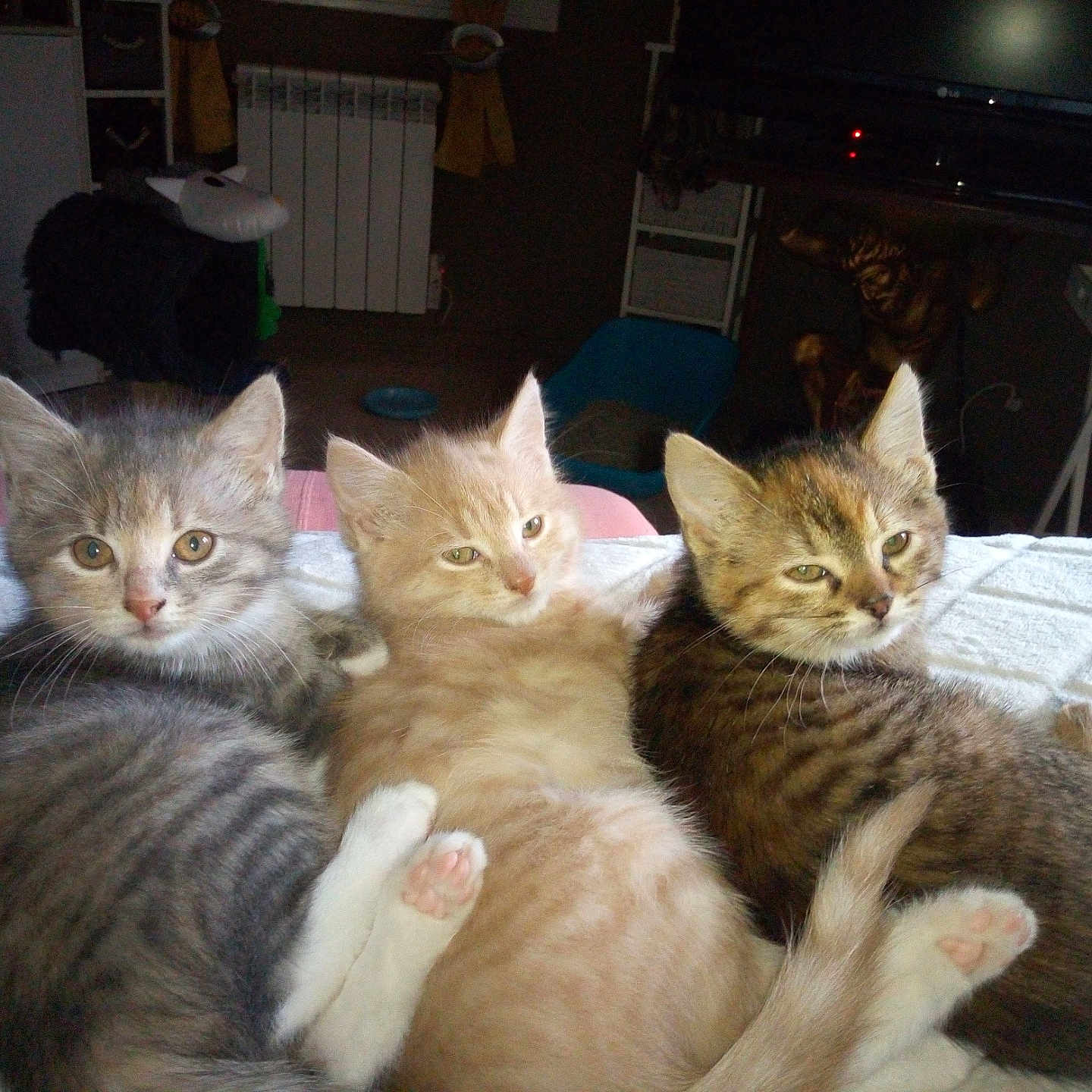 Coco Gaia Et Trésor