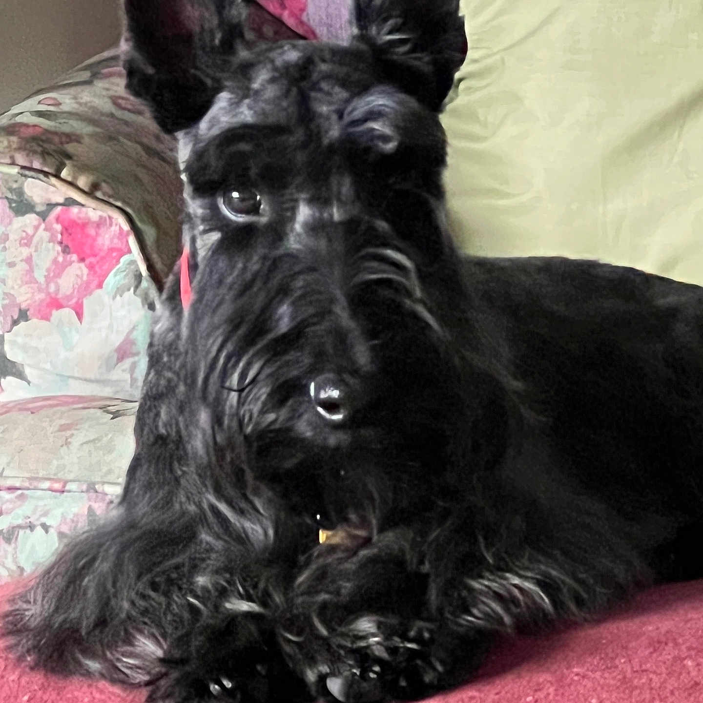Barney Neiman is registered to the contest to win money with this photo: animal, black_dog, blanket, closeup, companion, couch, cute, dog, domestic_animal, ears, fur, furniture, home, indoor, muzzle, pet, portrait, relaxed, resting, scottish_terrier