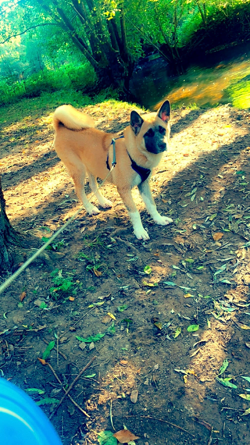 Kayna participe au concours pour gagner de l'argent avec cette photo : canidae, carnivore, companion_dog, dog, dog_breed, fawn, forest, grass, plant, shadow, soil, sporting_group, sunlight, tail, terrestrial_animal, tints_and_shades, tree, wood, woodland, working_animal
