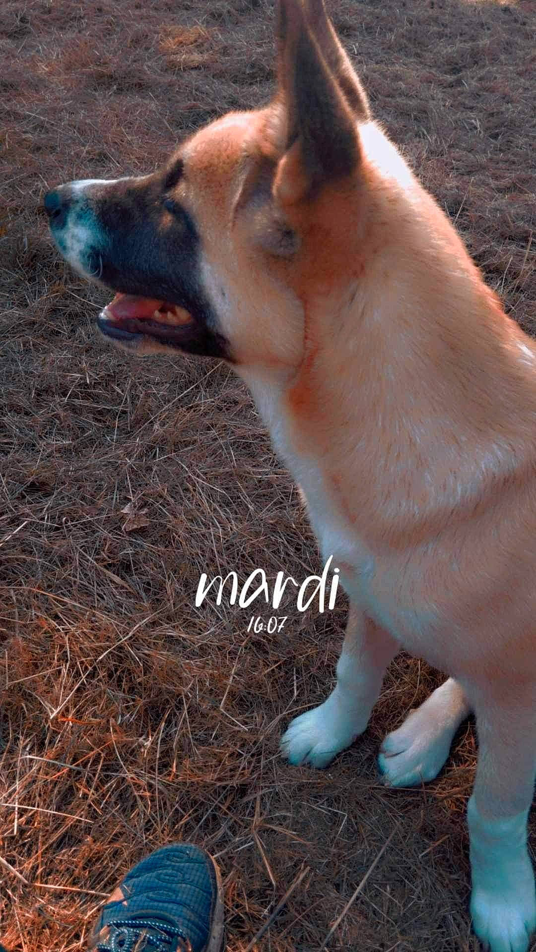 Kayna a rejoint le concours — aidez-le/la à gagner de superbes lots ! canidae, carnivore, collar, companion_dog, dog, dog_breed, dog_supply, fur, grass, herding_dog, mammal, pet_supply, snout, soil, sporting_group, tail, terrestrial_animal, vertebrate, working_animal, working_dog