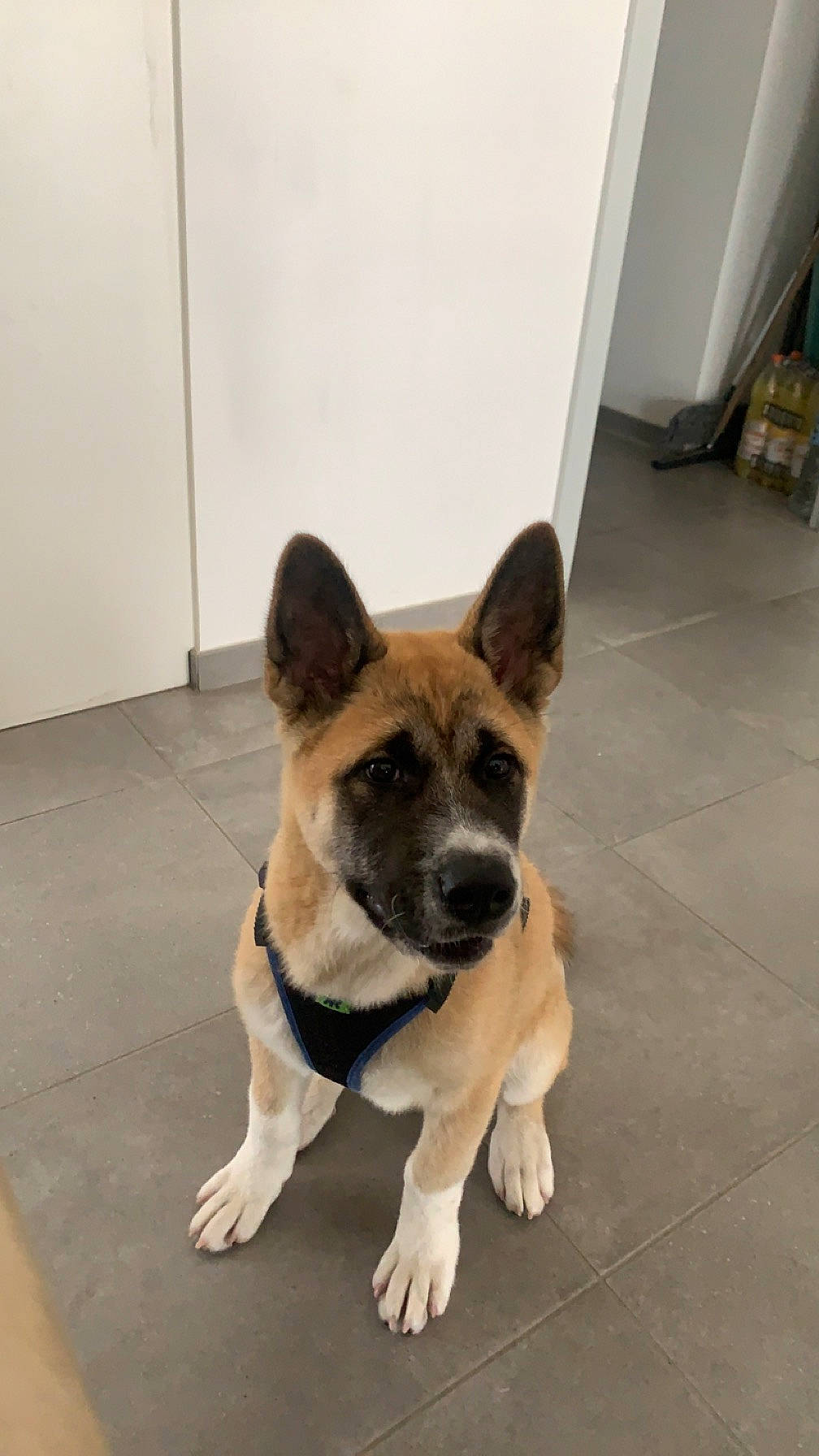 Kayna participe au concours pour gagner de l'argent avec cette photo : canidae, carnivore, companion_dog, dog, dog_breed, door, fawn, fixture, floor, flooring, fur, hardwood, non_sporting_group, snout, sporting_group, tail, tile_flooring, window, working_animal, working_dog