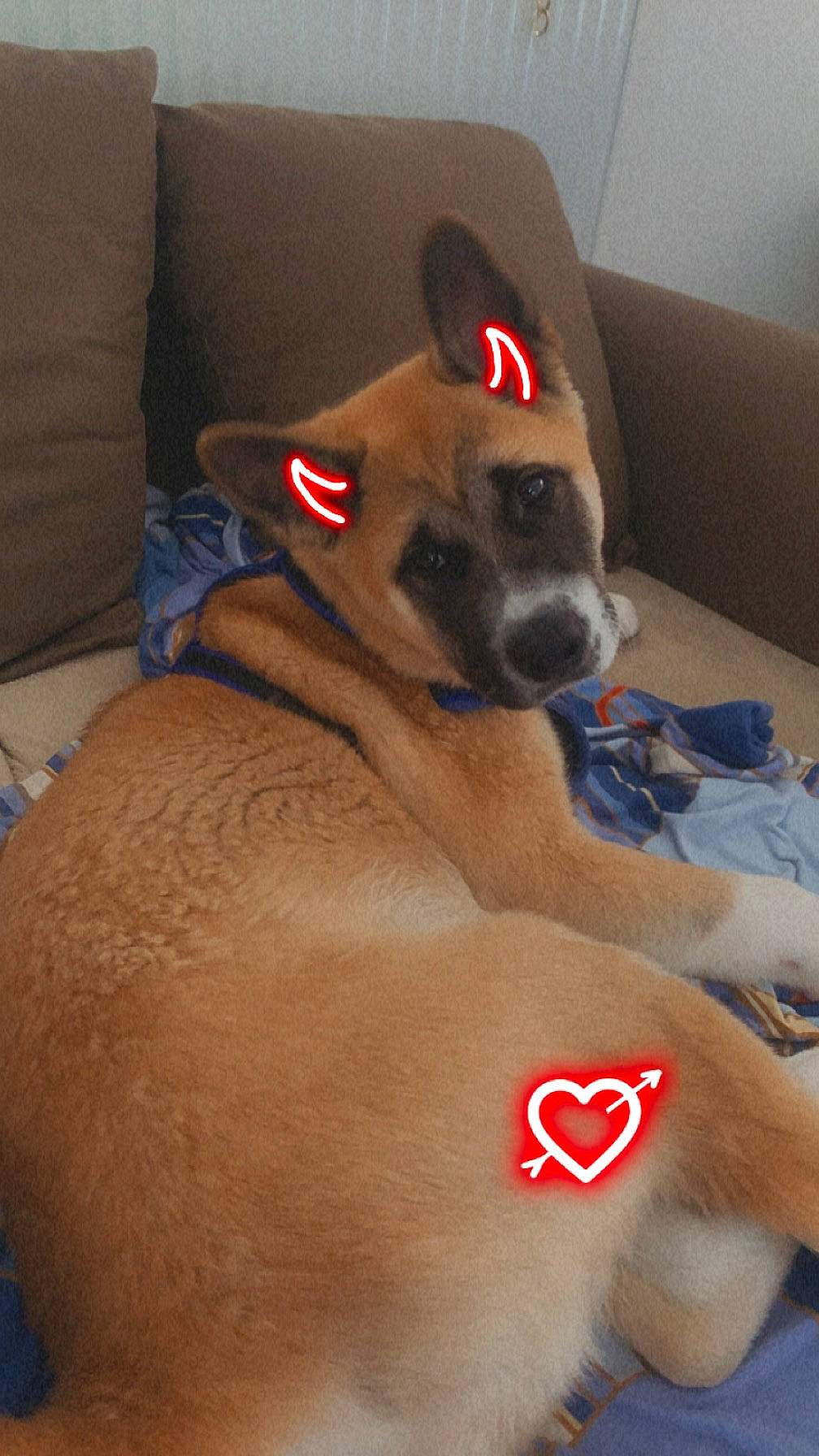 Kayna a rejoint le concours — aidez-le/la à gagner de superbes lots ! barechested, canidae, carnivore, chest, comfort, companion_dog, couch, dog, dog_breed, dog_supply, ear, fawn, flooring, paw, pet_supply, snout, sporting_group, terrestrial_animal, whiskers, working_animal