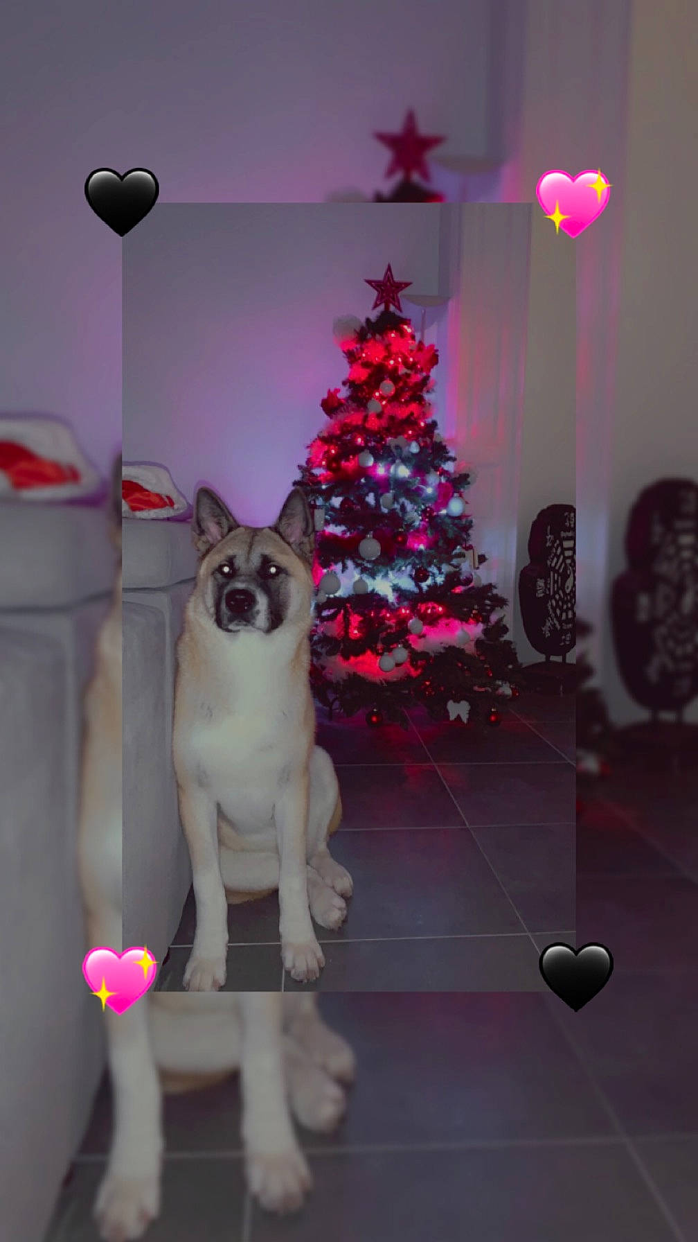 Kayna a rejoint le concours — aidez-le/la à gagner de superbes lots ! carnivore, christmas_ornament, christmas_tree, collar, companion_dog, couch, dog, dog_breed, fawn, felidae, holiday_ornament, interior_design, ornament, pink, plant, purple, tail, tree, whiskers, window