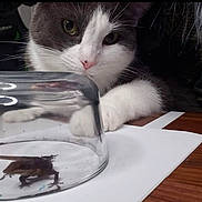 Milo joined the competition — help win amazing prizes! cat, lizard, glass, table, curious, animal, indoor, white_paw, gray_fur, pet, closeup, paper, wood, reflections, eyes, whiskers, domestic_cat, feline, claw, still_life