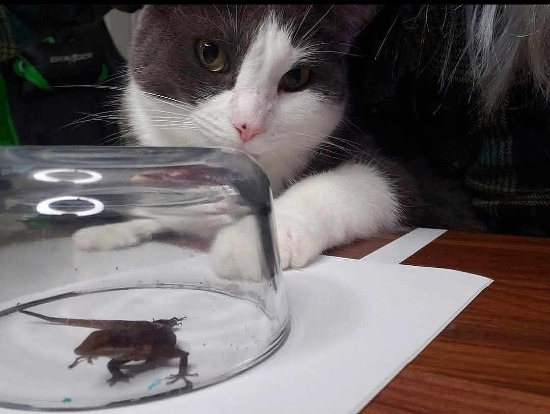 Milo joined the competition — help win amazing prizes! cat, lizard, glass, table, curious, animal, indoor, white_paw, gray_fur, pet, closeup, paper, wood, reflections, eyes, whiskers, domestic_cat, feline, claw, still_life