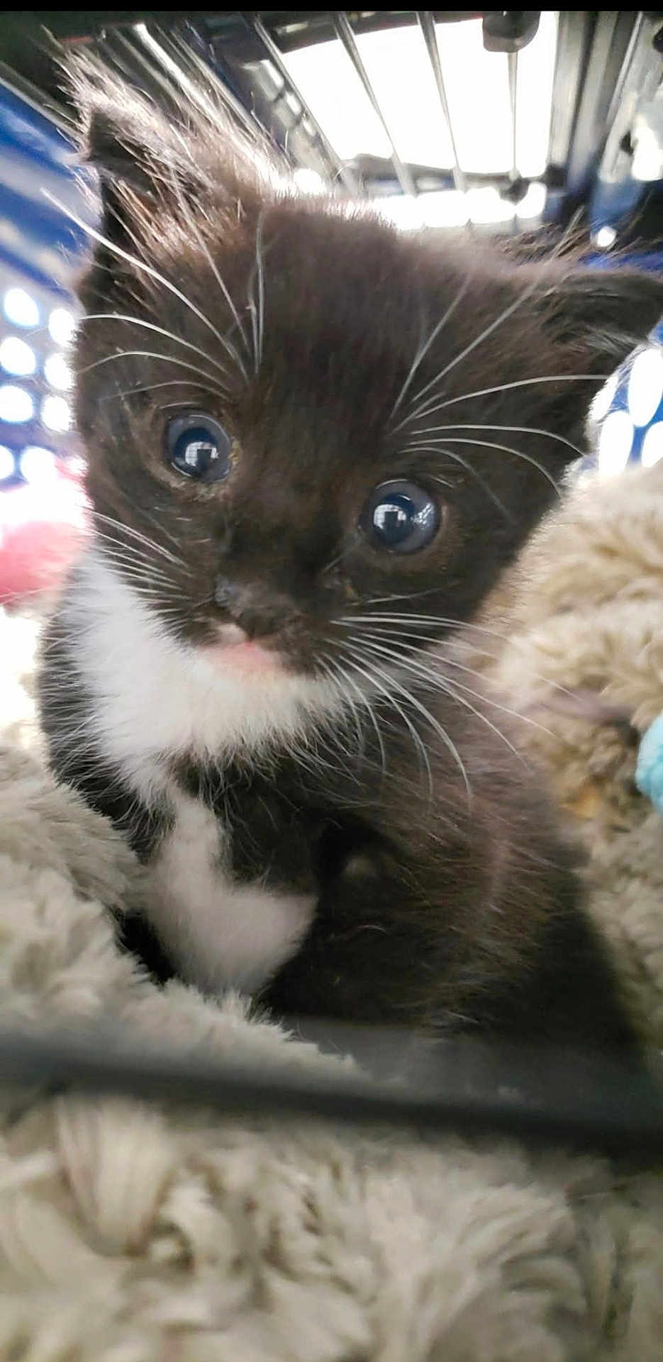 Nyxie Lou