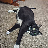 Nyxie Lou joined the competition — help win amazing prizes! cat, black_and_white, green_eyes, carpet, indoor, furniture, wooden_floor, relaxed, pet, animal, stretching, whiskers, cute, domestic_cat, lying_down, cozy, home, paw, fur, curious