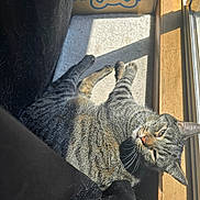 Grayson joined the competition — help win amazing prizes! cat, tabby, sunlight, window, cardboard_box, feline, pet, indoor, relaxed, fur, whiskers, shadow, wood, floor, animal, cozy, resting, domestic_cat, striped, sunbeam