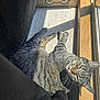 cat, tabby, sunlight, window, cardboard_box, feline, pet, indoor, relaxed, fur, whiskers, shadow, wood, floor, animal, cozy, resting, domestic_cat, striped, sunbeam