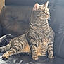 cat, tabby, leather_couch, indoor, feline, pet, animal, sitting, relaxed, fur, whiskers, paw, striped, home, cozy, resting, domestic, cute, mammal, furniture