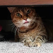 Lily is registered to the contest to win money with this photo: cat, tabby_cat, pet, indoor, carpet, furniture, blanket, cozy, curious, animal, whiskers, paws, closeup, resting, cute, playful, home, fur, tongue, hidden