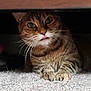 cat, tabby_cat, pet, indoor, carpet, furniture, blanket, cozy, curious, animal, whiskers, paws, closeup, resting, cute, playful, home, fur, tongue, hidden