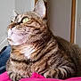 Lily is registered to the contest to win money with this photo: cat, tabby, pet, indoor, feline, striped_fur, relaxed, lap, person, clothing, pink_shirt, blue_jeans, whiskers, ears, green_eyes, home, bed, door, wall, comfort
