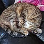 cat, tabby, sleeping, curled_up, feline, pet, cozy, leather_couch, blanket, indoor, resting, fur, whiskers, paw, cute, animal, domestic_cat, nap, relaxed, soft
