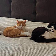 Theodore is registered to the contest to win money with this photo: cat, three_cats, bed, bedspread, white, orange_cat, black_and_white_cat, resting, indoor, lamp, headboard, furniture, cozy, sleeping, pet, animal, domestic, cute, relaxing, home