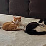 cat, three_cats, bed, bedspread, white, orange_cat, black_and_white_cat, resting, indoor, lamp, headboard, furniture, cozy, sleeping, pet, animal, domestic, cute, relaxing, home