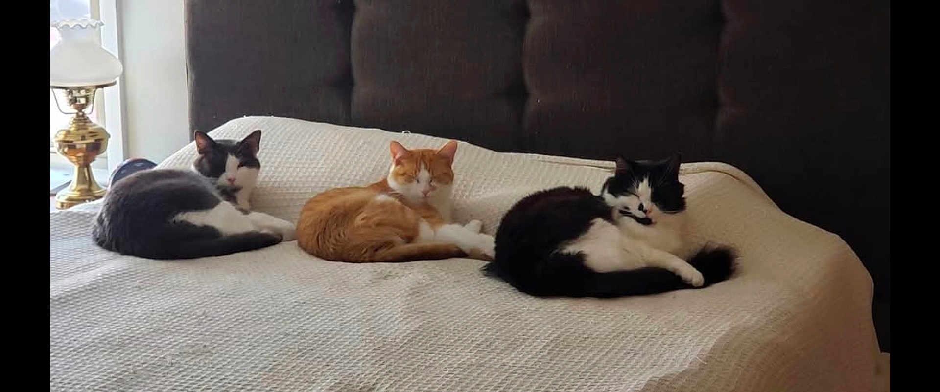 Theodore is registered to the contest to win money with this photo: cat, three_cats, bed, bedspread, white, orange_cat, black_and_white_cat, resting, indoor, lamp, headboard, furniture, cozy, sleeping, pet, animal, domestic, cute, relaxing, home