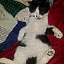 cat, black_and_white, sleeping, fluffy, paw, relaxed, indoor, fabric, blanket, plaid, striped, comfort, pet, animal, feline, cozy, resting, cute, soft, lying_down