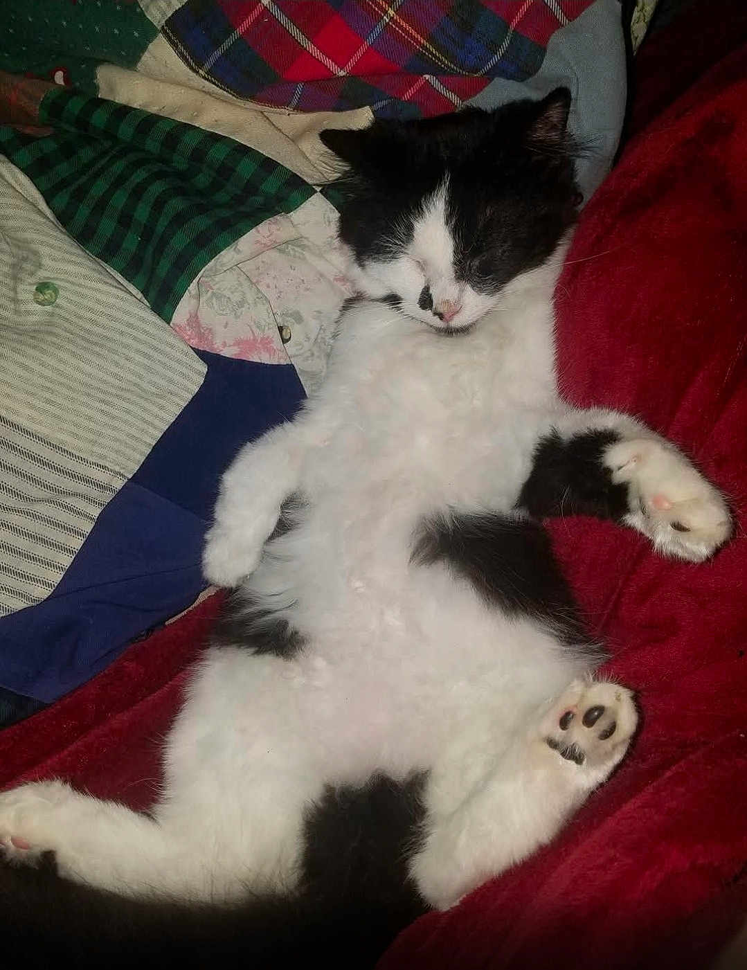 Otis