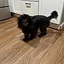dog, black_dog, small_dog, indoor, kitchen, wooden_floor, cabinet, appliance, pet, curious, shaggy_coat, floor, household, domestic_animal, standing, looking_up, home, animal, mammal, companion